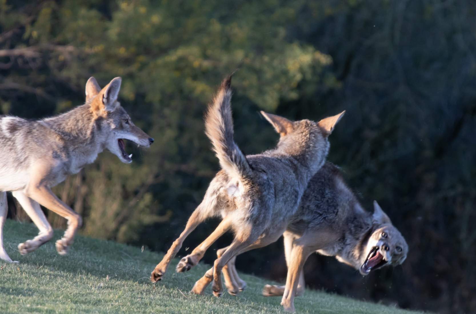 Coyote playing